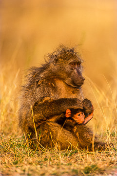 AF-M-01&nbsp;&nbsp;&nbsp;&nbsp;&nbsp;&nbsp;&nbsp;&nbsp; Chacma Baboon Taking Care Of Infant, Kruger NP, South Africa