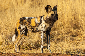 AF-M-117&nbsp;&nbsp;&nbsp;&nbsp;&nbsp;&nbsp;&nbsp;&nbsp; African Wild Dog, Okonjima Game Reserve, Namibia