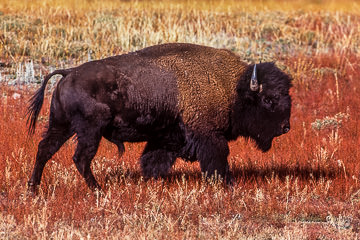 LE-AM-M-01 American Bison, Yellowstone National Park, Wyoming