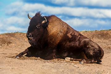 AM-M-03 American Bison Resting, Yellowstone NP, Wyoming