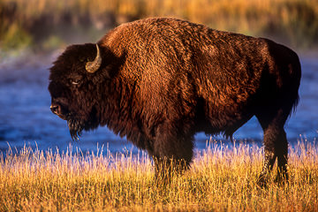 AM-M-51 American Bison, Yellowstone National Park, Wyoming
