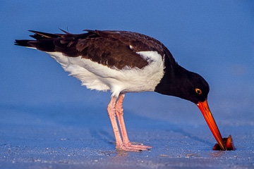 AM-B-01&nbsp;&nbsp;&nbsp;&nbsp;&nbsp;&nbsp;&nbsp;&nbsp; American Oyster Catcher Finding Oyster, St. Pete Beach, Florida