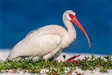 LE-AM-B-11 American White Ibis Relaxing, Fort Myers Beach, Florida