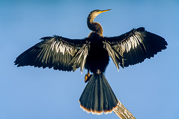 AM-B-01&nbsp;&nbsp;&nbsp;&nbsp;&nbsp;&nbsp;&nbsp;&nbsp; Anhinga, J.N. Ding Darling NWR, Florida