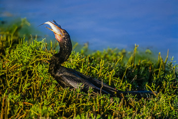 AM-B-05&nbsp;&nbsp;&nbsp;&nbsp;&nbsp;&nbsp;&nbsp;&nbsp; Anhinga Swallowing Fish, Everglades NP, Florida