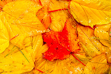 PFM-26&nbsp;&nbsp;&nbsp;&nbsp;&nbsp;&nbsp;&nbsp;&nbsp; Autumn Leaves After A Light Rain, Acadia NP, Maine