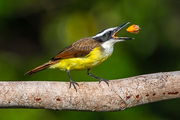 BR-B-260&nbsp;&nbsp;&nbsp;&nbsp;&nbsp;&nbsp;&nbsp;&nbsp; Bem-Te-Vi Tossing Caxando, Coastal Region Of Bahia, Brazil