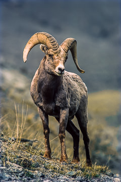 AM-M-02&nbsp;&nbsp;&nbsp;&nbsp;&nbsp;&nbsp;&nbsp;&nbsp; Bighorn Sheep Ram, Yellowstone NP, Wyoming