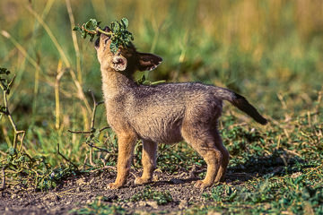 LE-AF-M-30 Black-Backed Jackal Pup Playing, Masai Mara National Reserve, Kenya