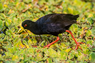 AF-B-01&nbsp;&nbsp;&nbsp;&nbsp;&nbsp;&nbsp;&nbsp;&nbsp; Black Drake, Sunset Dam, Kruger NP, South Africa