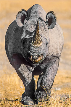 LE-AF-M-01 Black Rhinoceros Ready To Charge, Etosha National Park, Namibia