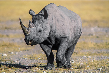 AF-M-03 Black Rhinoceros, Etosha National Park, Namibia