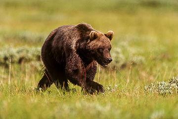 AM-M-02 Grissly Bear On The Move, Yellowstone NP, Wyoming
