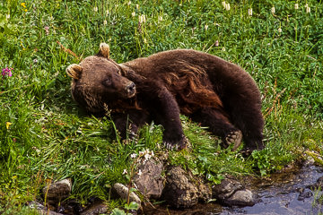 LE-AM-M-05 Grizzly Bear Resting, Denali National Park, Alaska