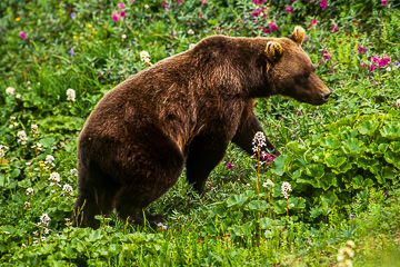 LE-AM-M-06 Grizzly Bear Walking Through The Flowers, Denali National Park, Alaska