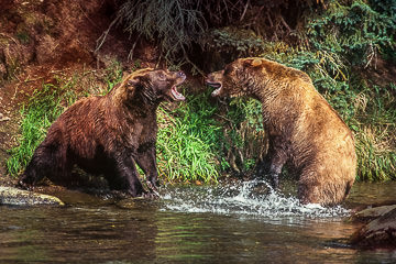 AM-M-04 Grissly Bears Fighting, Katmai National Park, Alaska