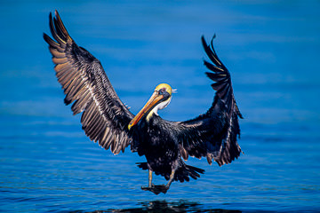 LE-AM-B-11 Brown Pelican Landing, Sarasota, Florida