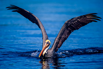 AM-B-08&nbsp;&nbsp;&nbsp;&nbsp;&nbsp;&nbsp;&nbsp;&nbsp; Brown Pelican Landing, Sarasota, Florida