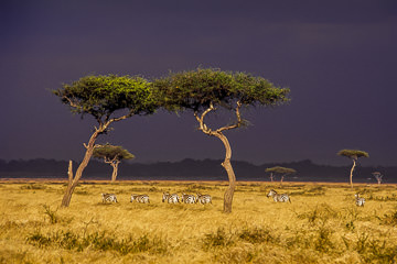 LE-AF-M-04 Burchell's Zebras Moving Into Pending Storm, Masai Mara National Reserve, Kenya