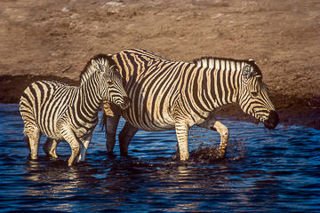 LE-AF-M-08 Burchell's Zebra With Young, Etosha National Park, Namibia