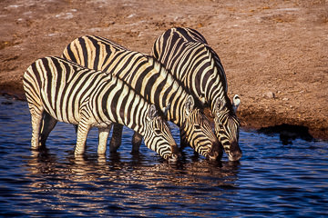 LE-AF-M-12 Burchell's Zebras Drinking, Etosha National Park, Namibia