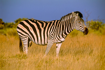 LE-AF-M-25 Burchell's Zebra, Moremi Game Reserve, Botswana