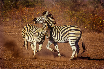 LE-AF-M-11 Burchell's Zebras Fighting, Kruger National Park, South Africa