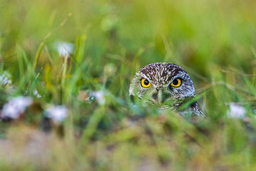 LE-AM-B-11 Burrowing Owl, Cape Coral, Florida