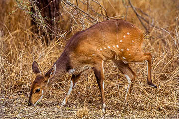 AF-M-03&nbsp;&nbsp;&nbsp;&nbsp;&nbsp;&nbsp;&nbsp;&nbsp; Bushbuck Feeding, Kruger NP, South Africa