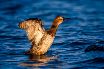 AM-B-04&nbsp;&nbsp;&nbsp;&nbsp;&nbsp;&nbsp;&nbsp;&nbsp; Female Canvasback Flapping Wings, Rockport, Texas