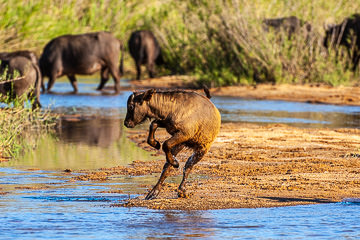 AF-M-107&nbsp;&nbsp;&nbsp;&nbsp;&nbsp;&nbsp;&nbsp;&nbsp; Cape Buffalo Calf Playing, Mala Mala Private Reserve, South Africa