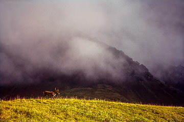 AM-LA-01&nbsp;&nbsp;&nbsp;&nbsp;&nbsp;&nbsp;&nbsp;&nbsp; Low Clouds Over Caribou, Alaska Range, Denali National Park, Alaska
