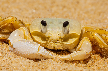 LE-BR-MIS-04&nbsp;&nbsp;&nbsp;&nbsp;&nbsp;&nbsp;&nbsp;&nbsp; Close-UP Of A Caranguejo Amarelo, Beach On The Southeast Coast Of Bahia, Brazil