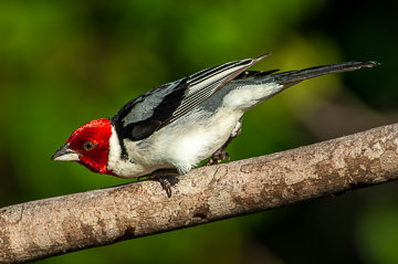 BR-B-51 Cardeal-Do-Nordeste, Coastal Region Of Bahia, Brazil