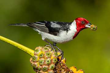 BR-B-87&nbsp;&nbsp;&nbsp;&nbsp;&nbsp;&nbsp;&nbsp;&nbsp; Cardeal-Do-Nordeste With Caxando, Coastal Region Of Bahia, Brazil