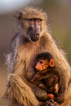 LE-AF-M-04 Chacma Baboon With Young, Kruger National Park, South Africa