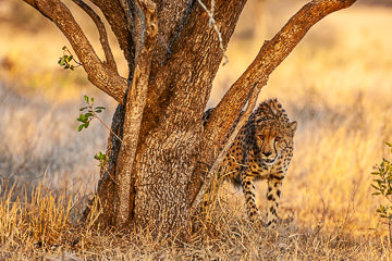 AF-M-101&nbsp;&nbsp;&nbsp;&nbsp;&nbsp;&nbsp;&nbsp;&nbsp; Cheetah Hiding, Mala Mala  Private Reserve, South Africa