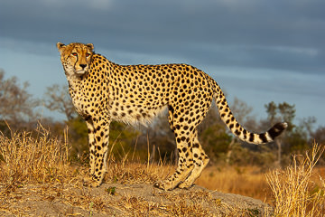 LE-AF-M-124 Cheetah On Top Of Mound, Mala Mala Private Game Reserve, South Africa
