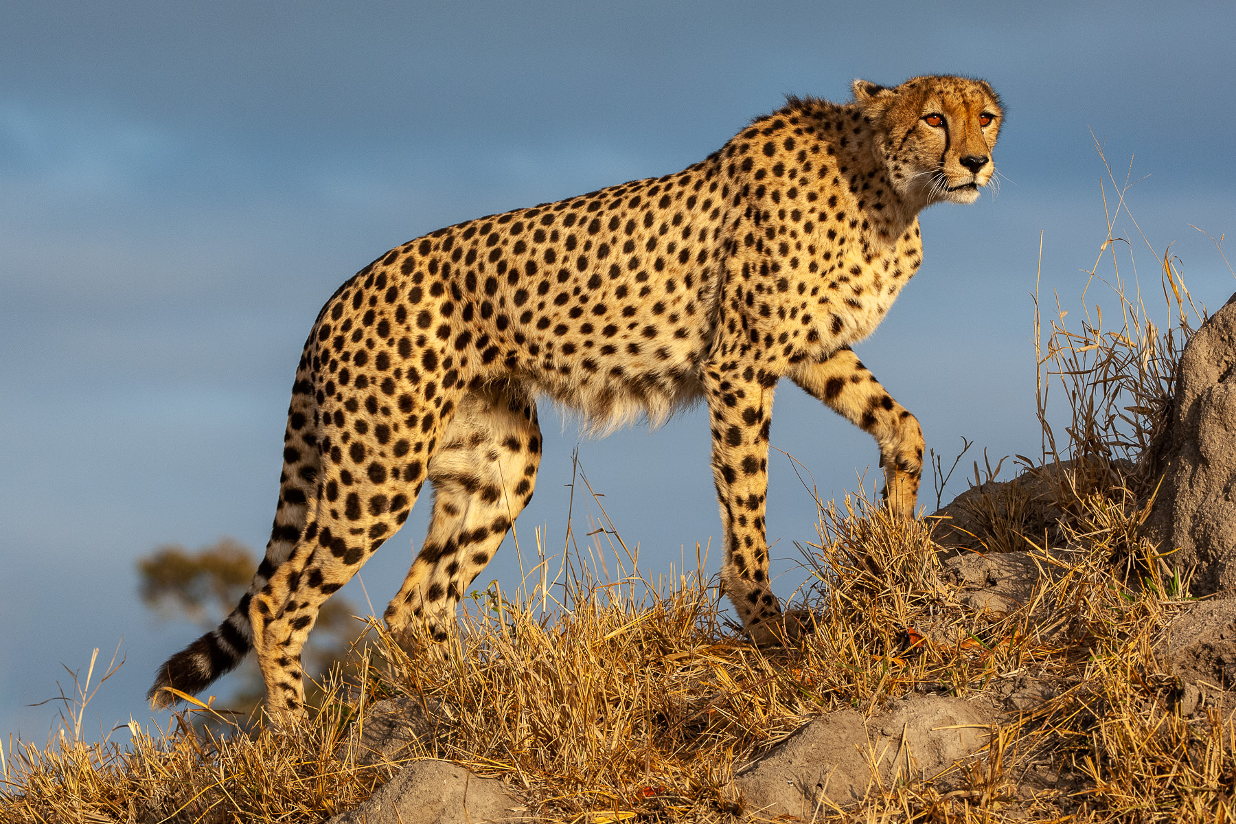 Photograph of a cheetah walking toward higher grounds at Mala Mala Private Reserve, South Africa, taken by Gil Lopez-Espina