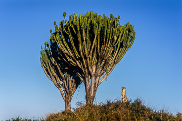 LE-AF-M-16 Cheetah By Candelabra Trees, Phinda Private Game Reserve, South Africa