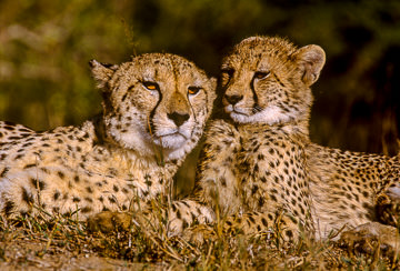 AF-M-08&nbsp;&nbsp;&nbsp;&nbsp;&nbsp;&nbsp;&nbsp;&nbsp; Cheetah Mom With Youngster, Sabi Sabi Private Reserve, South Africa