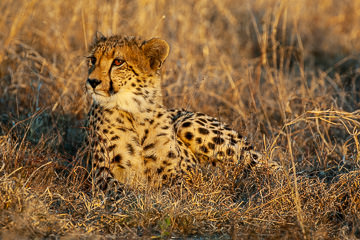 AF-M-111&nbsp;&nbsp;&nbsp;&nbsp;&nbsp;&nbsp;&nbsp;&nbsp; Cheetah Relaxing, Phinda Private Reserve, South Africa