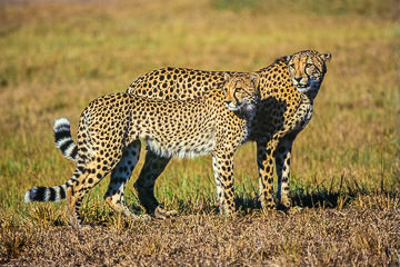 LE-AF-M-05 Cheetah Pair, Phinda Private Game Reserve, South Africa