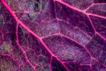 PFM-31&nbsp;&nbsp;&nbsp;&nbsp;&nbsp;&nbsp;&nbsp;&nbsp; A Leaf's Colorful Veins, New Jersey