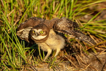 BR-B-56&nbsp;&nbsp;&nbsp;&nbsp;&nbsp;&nbsp;&nbsp;&nbsp; Coruja-Buraqueira Raising Wings, Coastal Region Of Bahia, Brazil