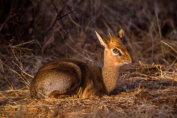 AF-M-01&nbsp;&nbsp;&nbsp;&nbsp;&nbsp;&nbsp;&nbsp;&nbsp; Damara Dik-Dik Resting, Samburu National Reserve, Kenya