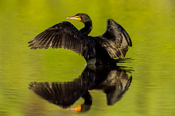 LE-AM-B-11 Double-Breasted Cormorant, J.N. Ding Darling NWR, Florida