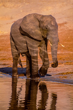 LE-AF-M-21 Elephant Walking The River Edge, Chobe National Park, Botswana