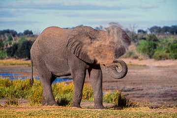 LE-AF-M-15 Elephant Taking Dust Bath, Chobe National Park, Botswana