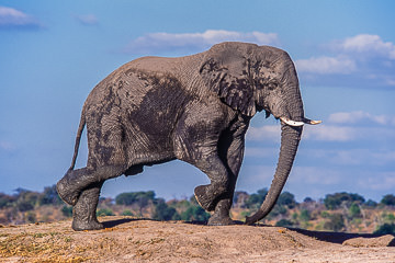 LE-AF-M-19 Elephant Dance, Chobe National Park, Botswana
